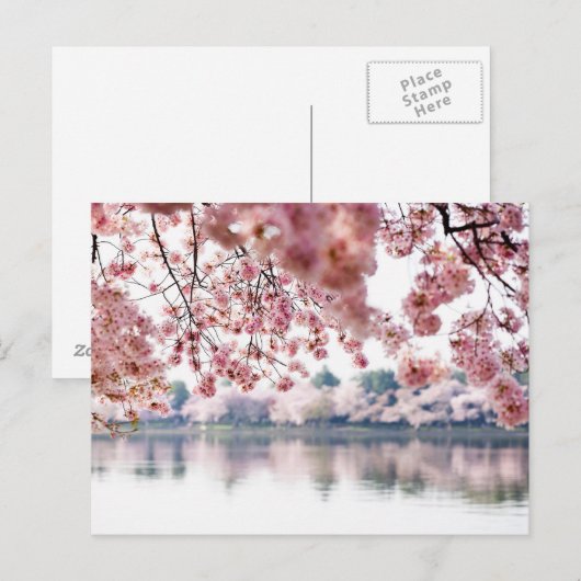 Cherry Blossoms Postkarte (Vorne/Hinten)