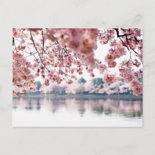 Cherry Blossoms Postkarte (Vorderseite)