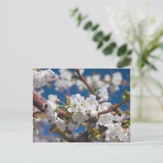 Cherry Blossoms Postkarte (Stehend Vorderseite)