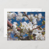 Cherry Blossoms Postkarte (Vorne/Hinten)