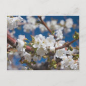 Cherry Blossoms Postkarte (Vorderseite)