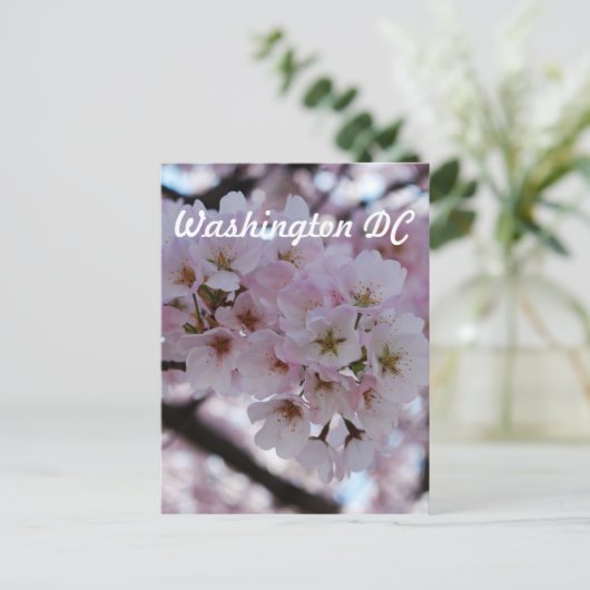 Cherry Blossoms Postkarte (Stehend Vorderseite)