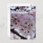 Cherry Blossoms Postkarte (Vorne/Hinten)