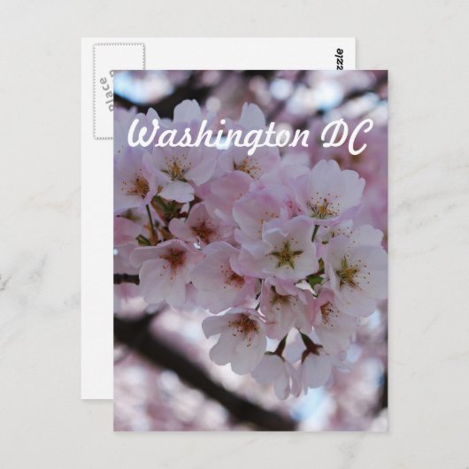 Cherry Blossoms Postkarte (Vorne/Hinten)