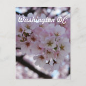Cherry Blossoms Postkarte (Vorderseite)