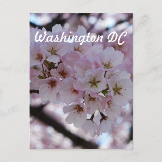Cherry Blossoms Postkarte (Vorderseite)