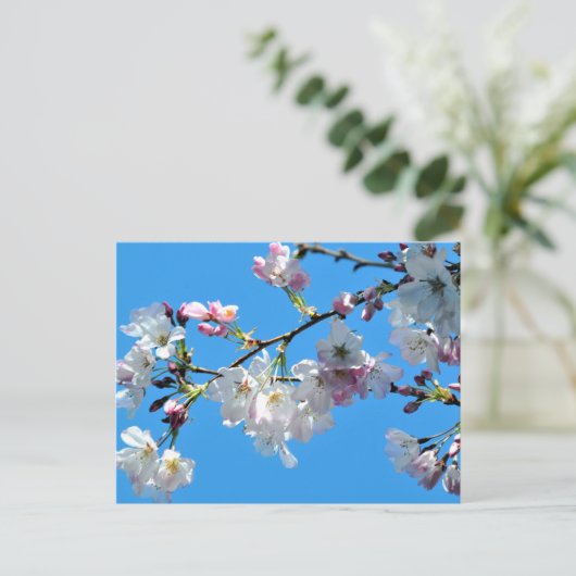 Cherry Blossoms Postkarte (Stehend Vorderseite)