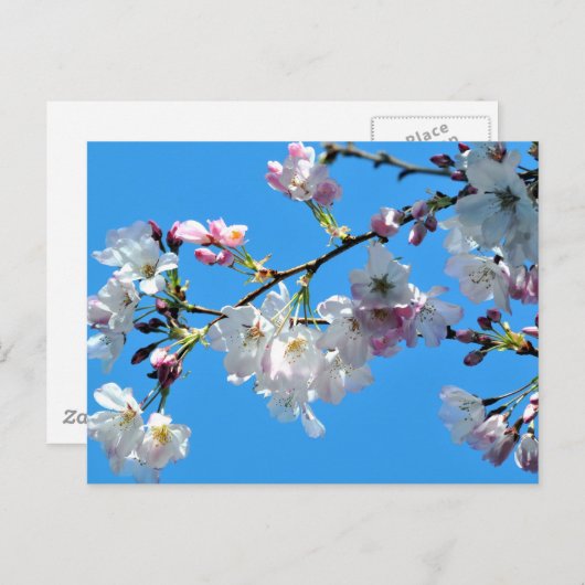 Cherry Blossoms Postkarte (Vorne/Hinten)