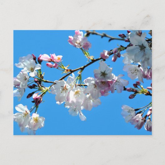 Cherry Blossoms Postkarte (Vorderseite)