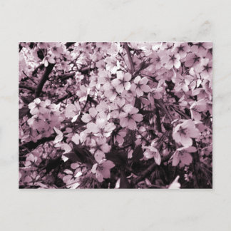 Cherry Blossoms Postkarte