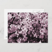 Cherry Blossoms Postkarte (Vorne/Hinten)