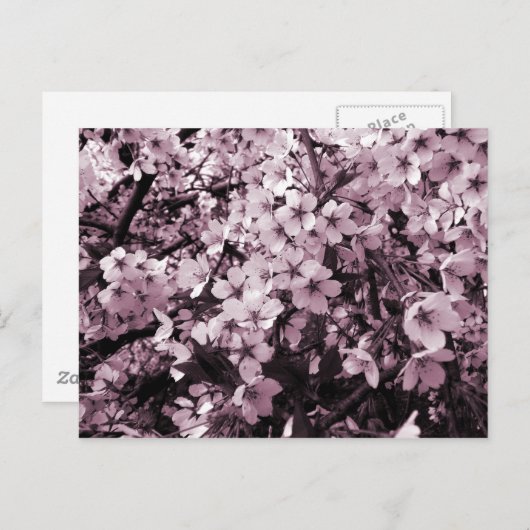 Cherry Blossoms Postkarte (Vorne/Hinten)
