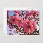Cherry Blossoms Postkarte (Vorne/Hinten)