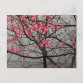 Cherry Blossoms Postkarte (Vorderseite)