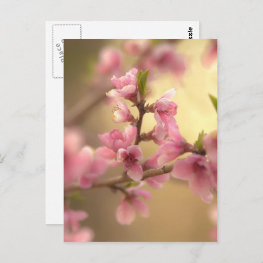 Cherry Blossoms Postkarte (Vorne/Hinten)