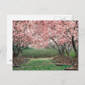 Cherry Blossoms Postkarte (Vorne/Hinten)