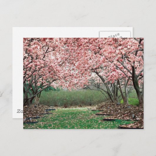 Cherry Blossoms Postkarte (Vorne/Hinten)