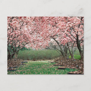Cherry Blossoms Postkarte