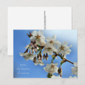 Cherry Blossoms Postkarte (Vorne/Hinten)