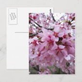 Cherry Blossoms Postkarte (Vorne/Hinten)