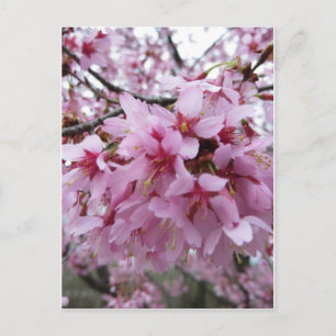 Cherry Blossoms Postkarte