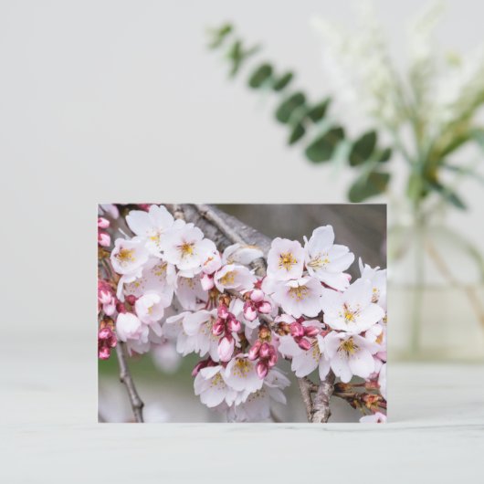 Cherry Blossoms Postkarte (Stehend Vorderseite)