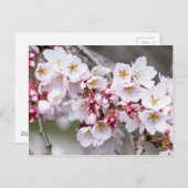 Cherry Blossoms Postkarte (Vorne/Hinten)