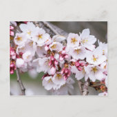 Cherry Blossoms Postkarte (Vorderseite)