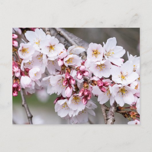 Cherry Blossoms Postkarte (Vorderseite)