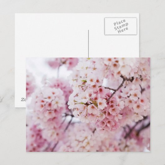 Cherry Blossoms Postkarte (Vorne/Hinten)