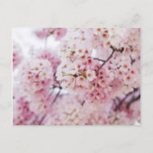 Cherry Blossoms Postkarte (Vorderseite)