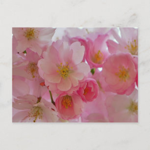 Cherry Blossoms Postkarte