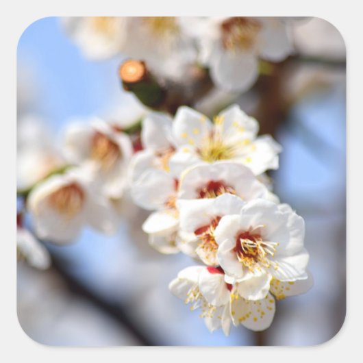 Cherry Blossoms Quadratischer Aufkleber (Vorderseite)