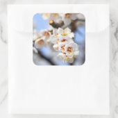 Cherry Blossoms Quadratischer Aufkleber (Tasche)