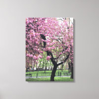 Cherry Blossoms Springtime Tree NYC New York City