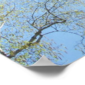 Cherry Blossoms Tree Poster (Ecke)