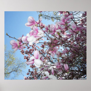 Cherry Blossoms Tree Poster