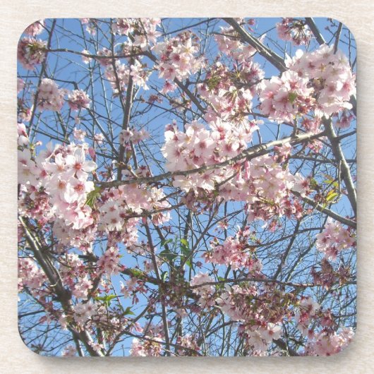 Cherry Blossoms Untersetzer (Vorderseite)