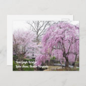 Cherry Blossoms Van Gogh Bridege Lake Anne Reston Postkarte (Vorne/Hinten)