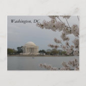 Cherry Blossoms: Washington, D.C. Postcard Postkarte (Vorderseite)