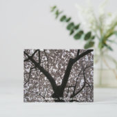 Cherry Blossoms, Washington D.C. Postkarte (Stehend Vorderseite)