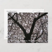 Cherry Blossoms, Washington D.C. Postkarte (Vorne/Hinten)