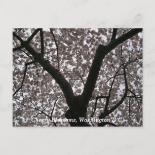 Cherry Blossoms, Washington D.C. Postkarte