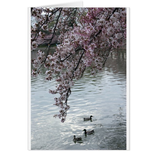 Cherry Blossoms Washington DC (Vorne)