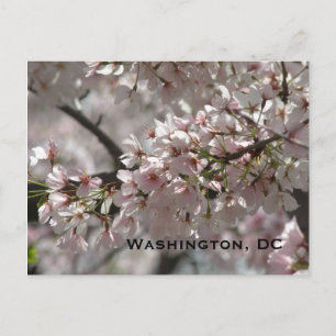 Cherry Blossoms: Washington, DC Postcard Postkarte