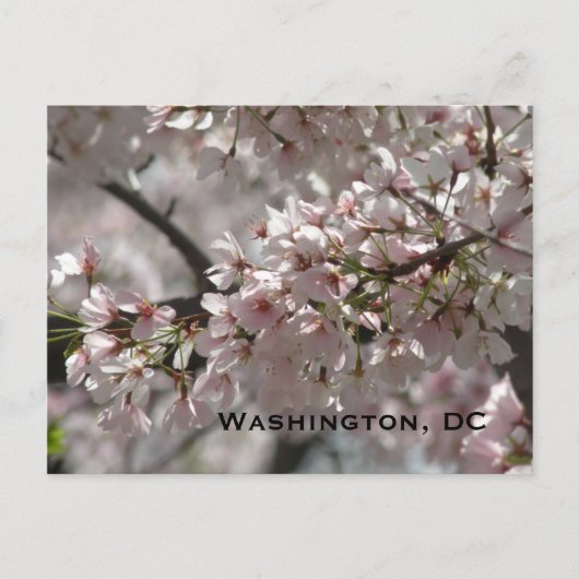 Cherry Blossoms: Washington, DC Postcard Postkarte (Vorderseite)