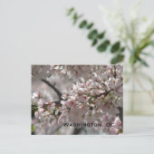 Cherry Blossoms: Washington, DC Postcard Postkarte (Stehend Vorderseite)