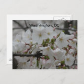 Cherry Blossoms: Washington, DC Postcard Postkarte (Vorne/Hinten)