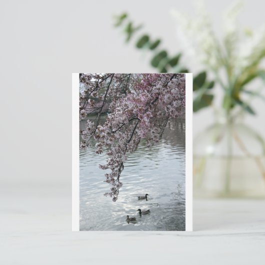 Cherry Blossoms Washington DC Postkarte (Stehend Vorderseite)