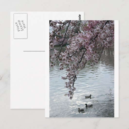 Cherry Blossoms Washington DC Postkarte (Vorne/Hinten)